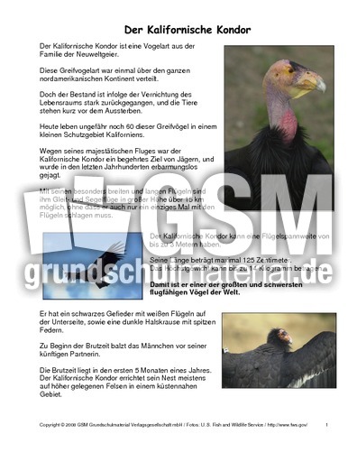 Kalifornischer-Kondor-Steckbrief.pdf